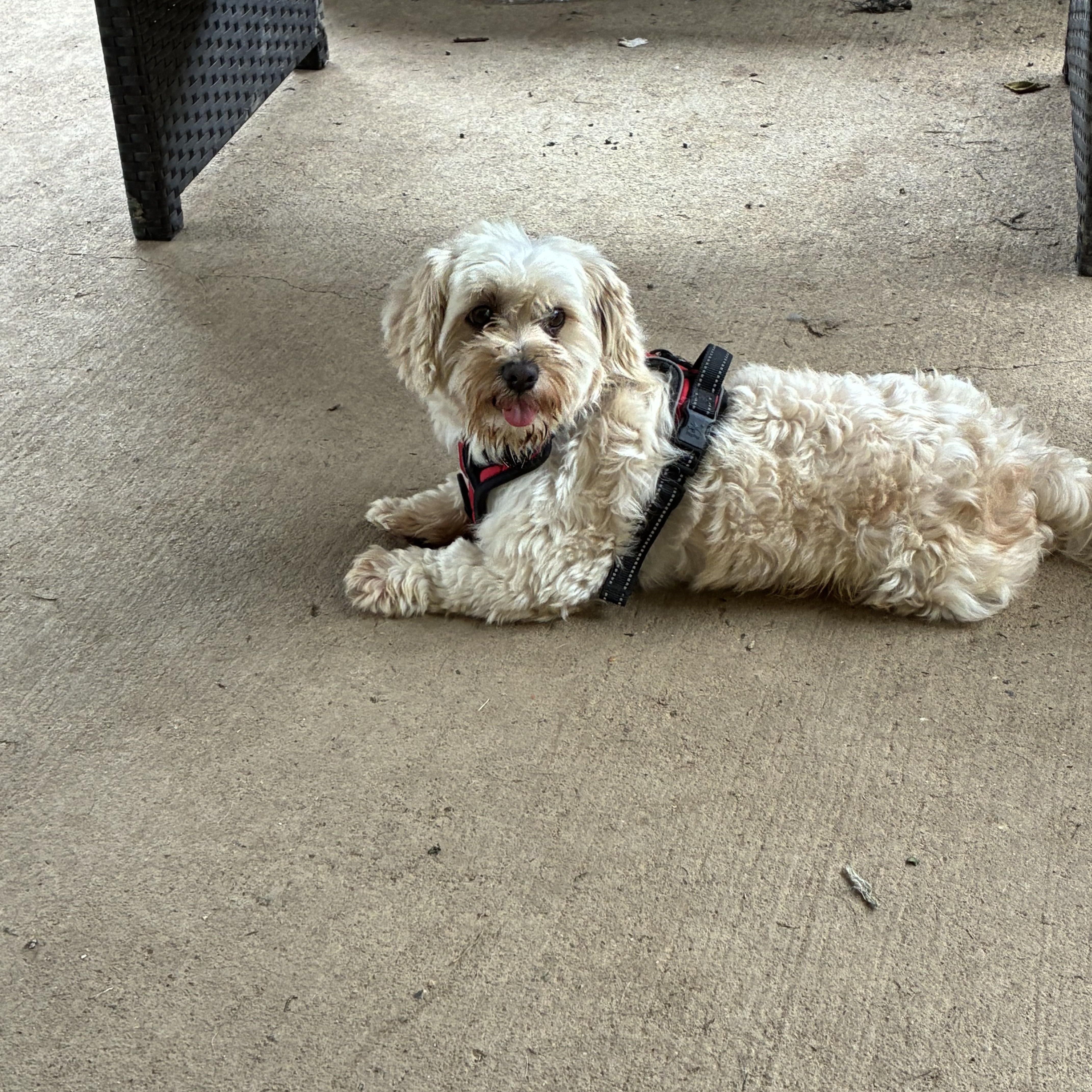 Paso, a Adoptable Shih poo in Lincoln University, PA image 5/5