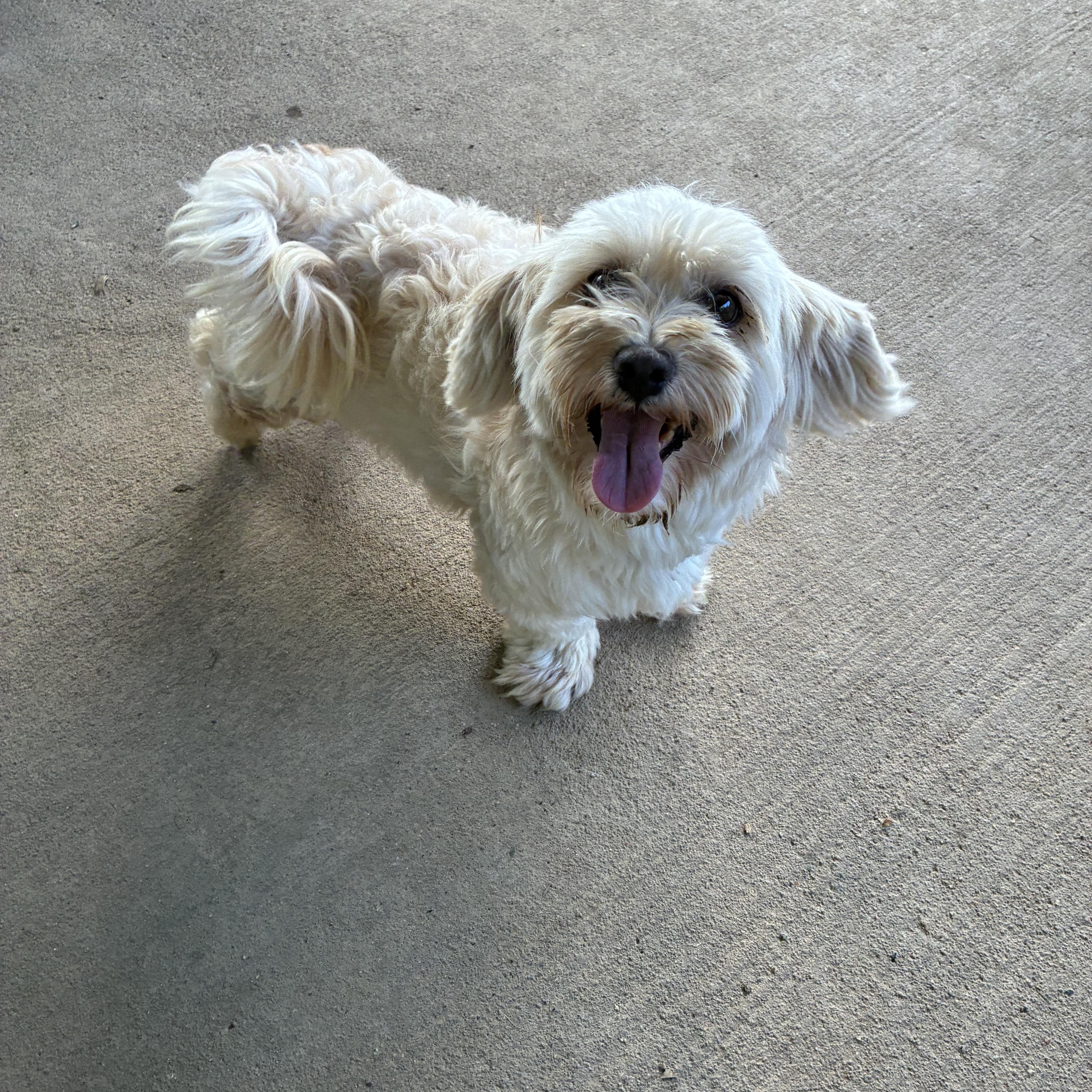 Paso, a Adoptable Shih poo in Lincoln University, PA image 2/5