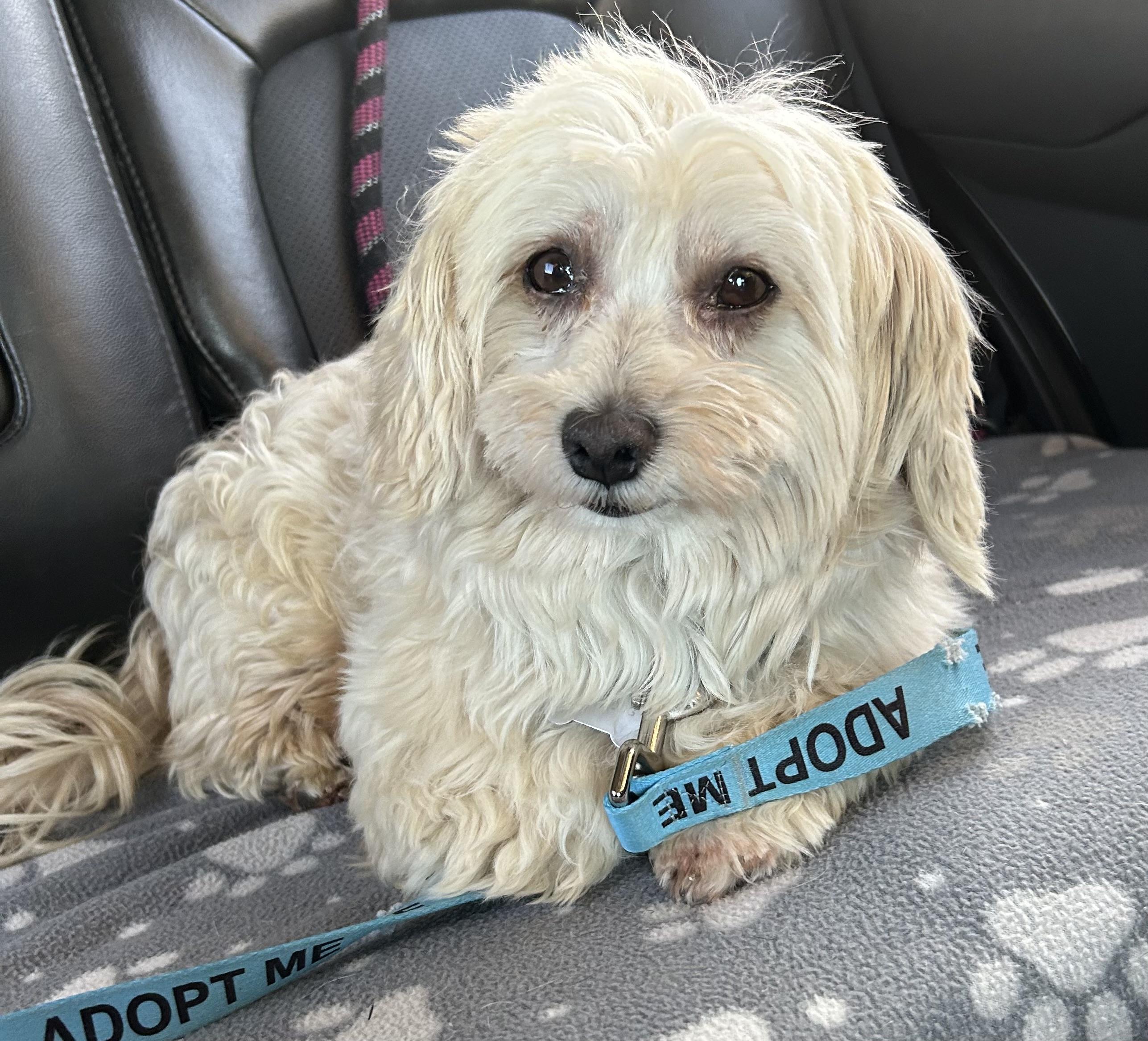 Paso, a Adoptable Shih poo in Lincoln University, PA image 1/5