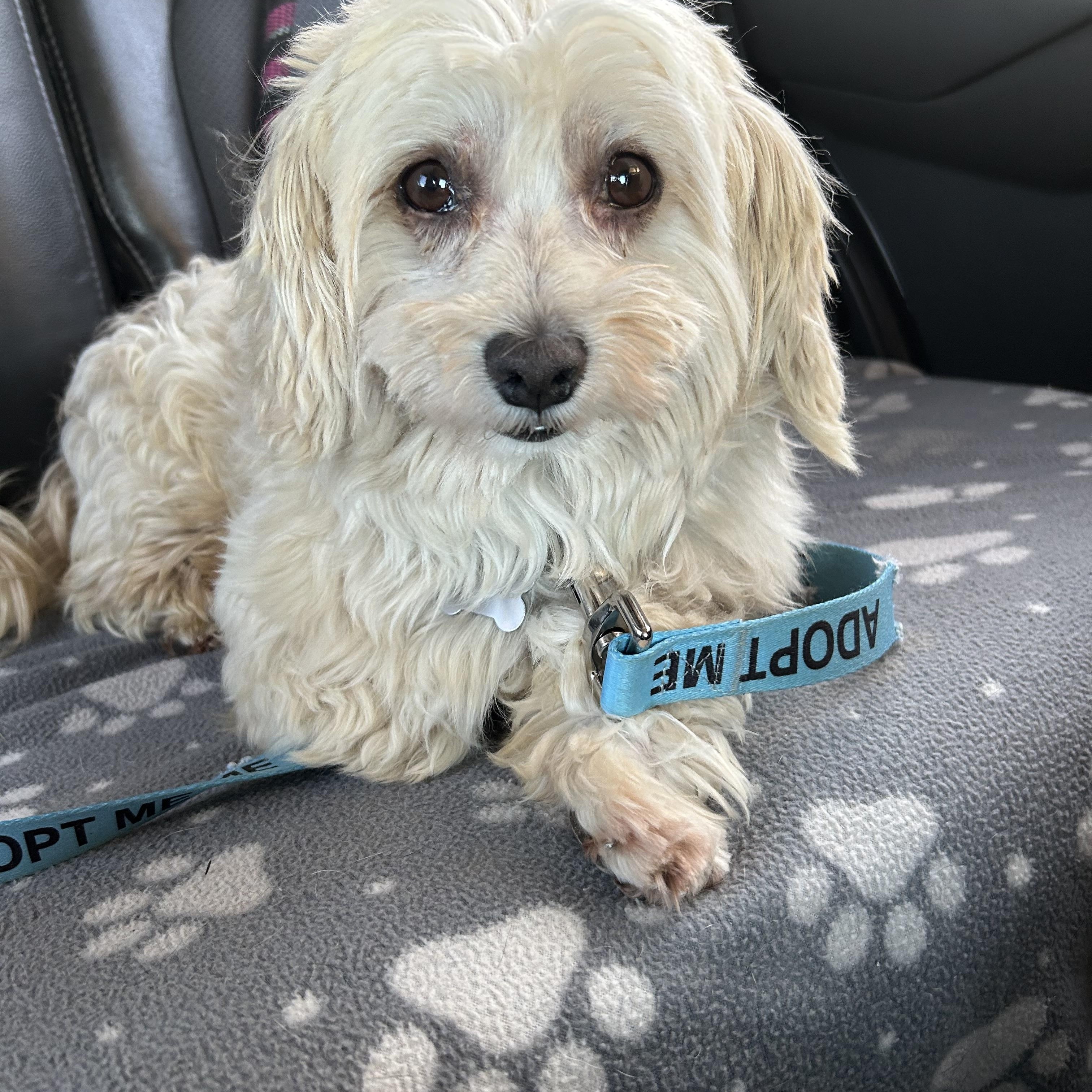 Paso, a Adoptable Shih poo in Lincoln University, PA image 3/5