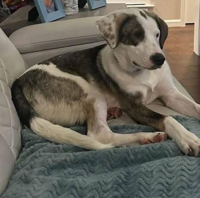 Enlarge Lucy 2, an adopted mixed breed in New Haven, CT image 1/4