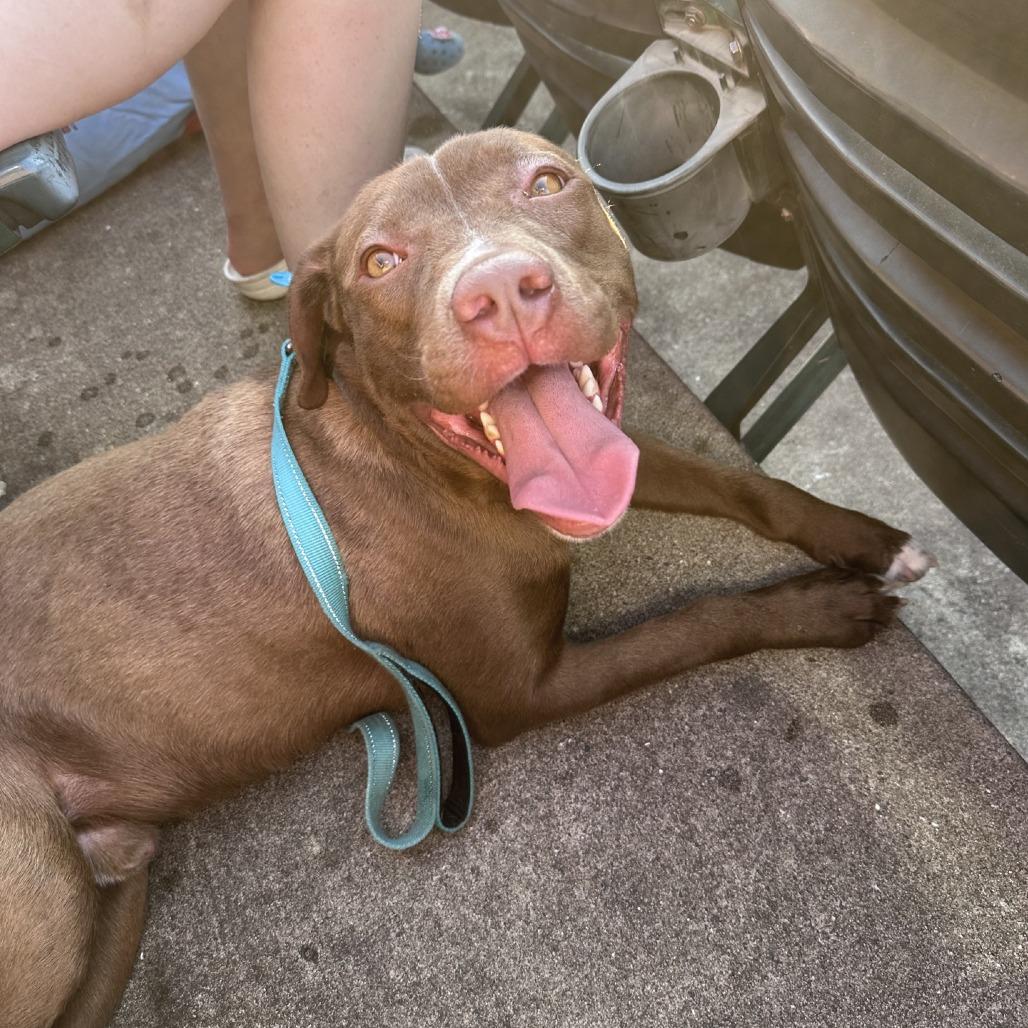River, Adoptable, Adult Male Pit Bull Terrier & Chocolate Labrador Retriever.