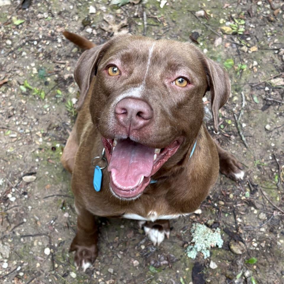 River, Adoptable, Adult Male Pit Bull Terrier & Chocolate Labrador Retriever.