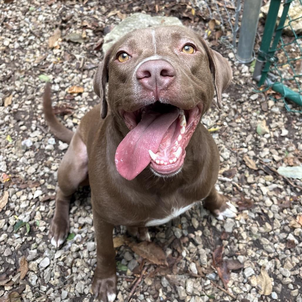 River, a Adoptable mixed breed in Branson, MO image 3/6