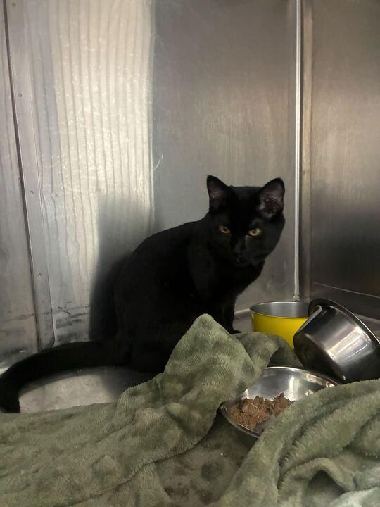 Noah, Adoptable, Kitten Male American Shorthair.