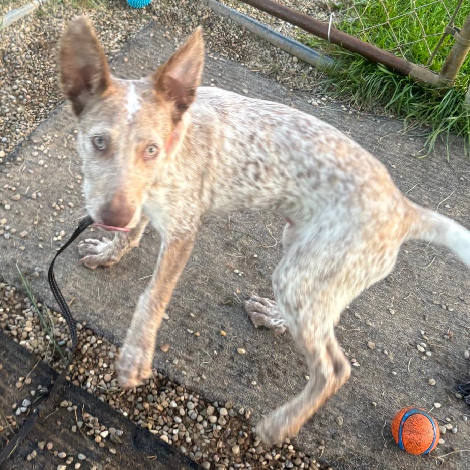 Melody, Adoptable, Puppy Female Cattle Dog.