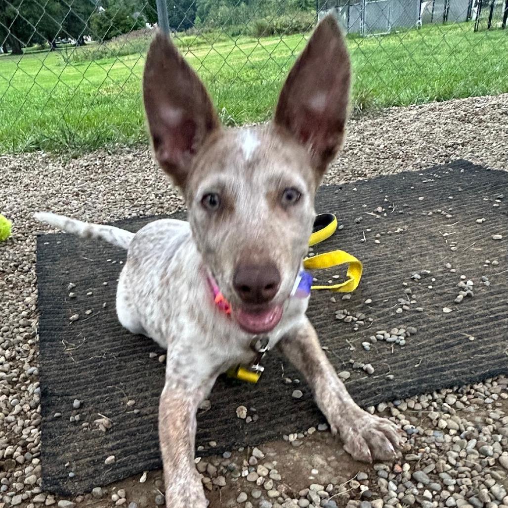 Enlarge Melody, a Adoptable Cattle Dog in Columbia Station, OH image 2/6