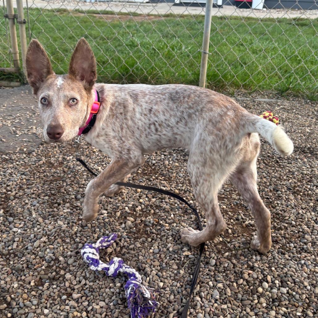 Enlarge Melody, a Adoptable Cattle Dog in Columbia Station, OH image 3/6