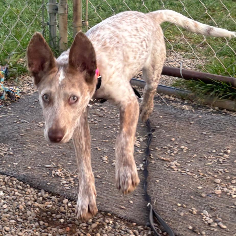 Enlarge Melody, a Adoptable Cattle Dog in Columbia Station, OH image 4/6