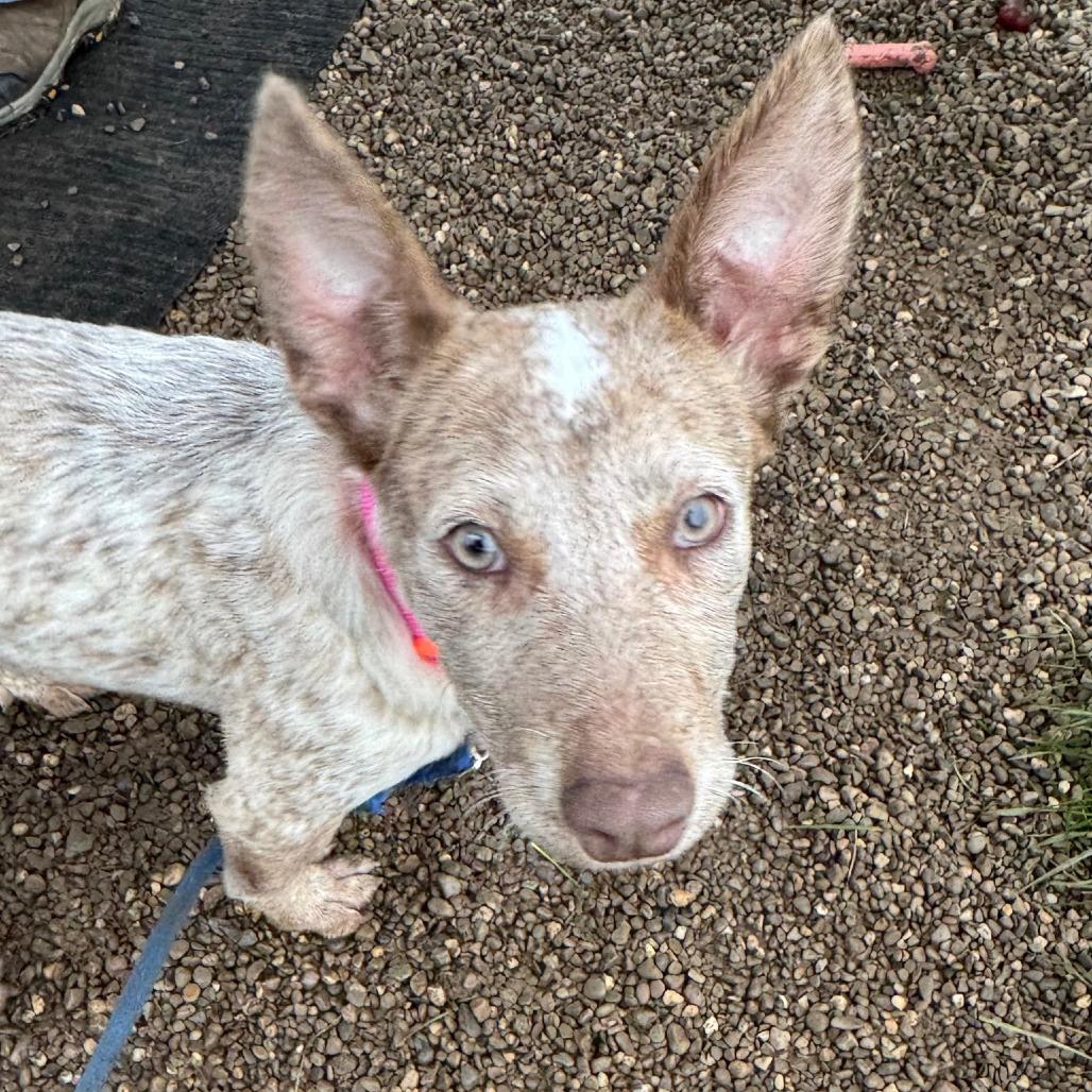 Enlarge Melody, a Adoptable Cattle Dog in Columbia Station, OH image 5/6