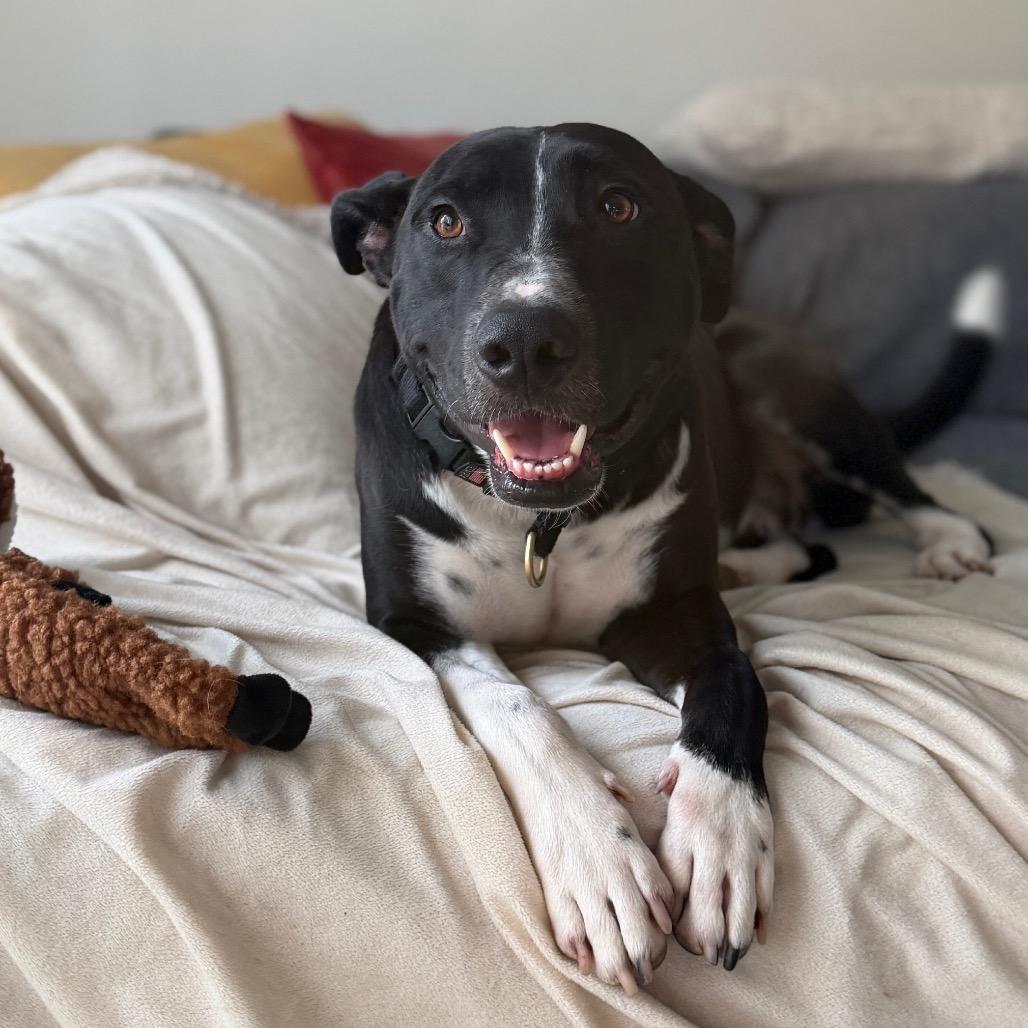 Daku, Adoptable, Adult Male Mixed Breed.