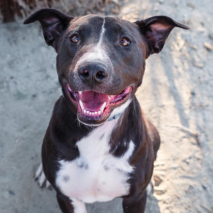 Enlarge Daku, a Adoptable Mixed Breed in Palm Springs, CA image 2/4
