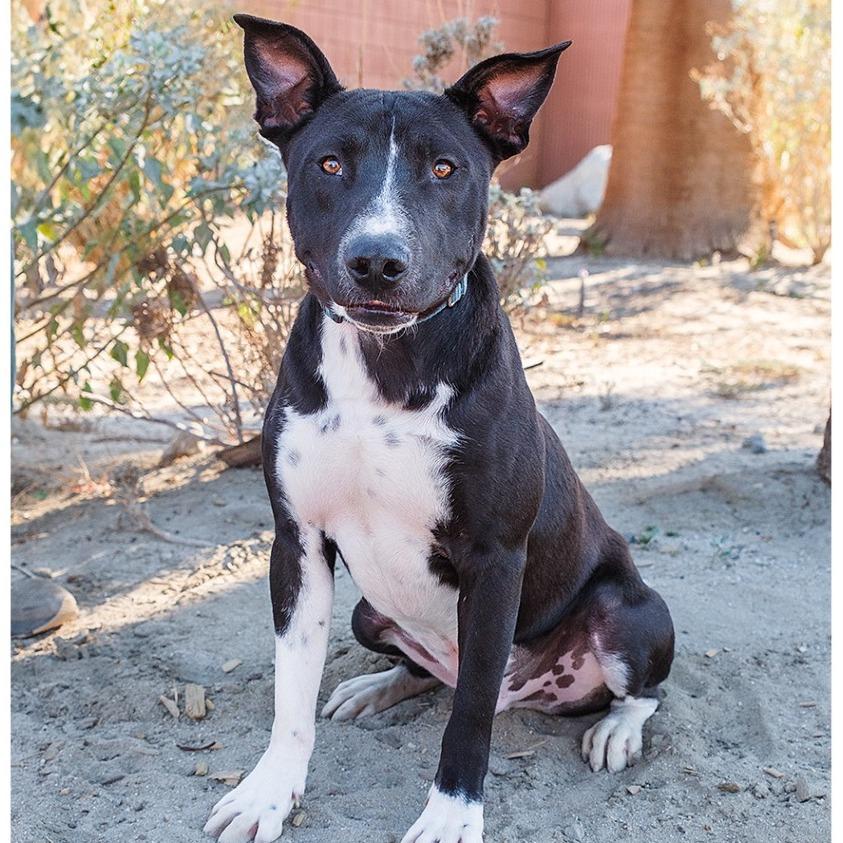 Daku, a Adoptable Mixed Breed in Palm Springs, CA image 1/4