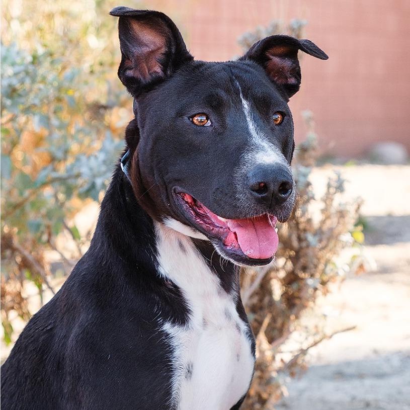 Daku, a Adoptable Mixed Breed in Palm Springs, CA image 2/4