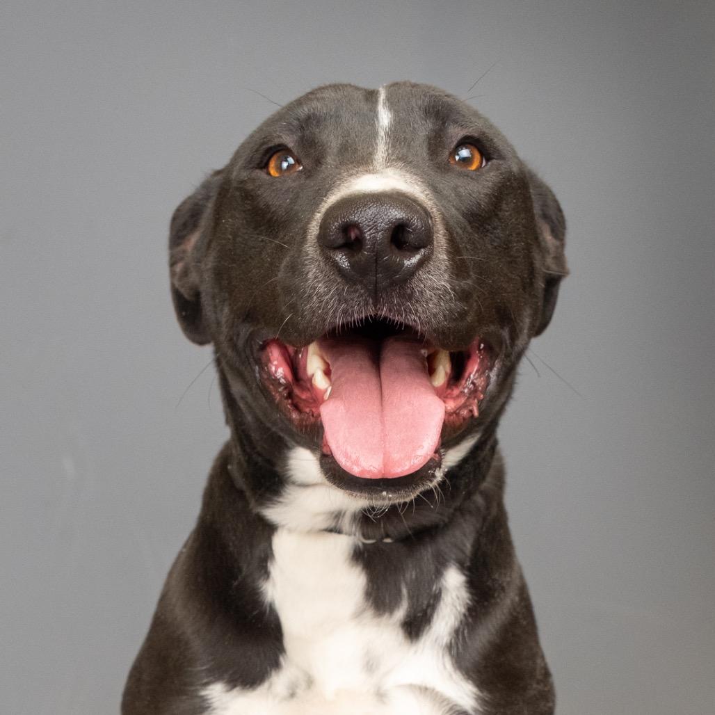 Daku, a Adoptable Mixed Breed in Palm Springs, CA image 3/4