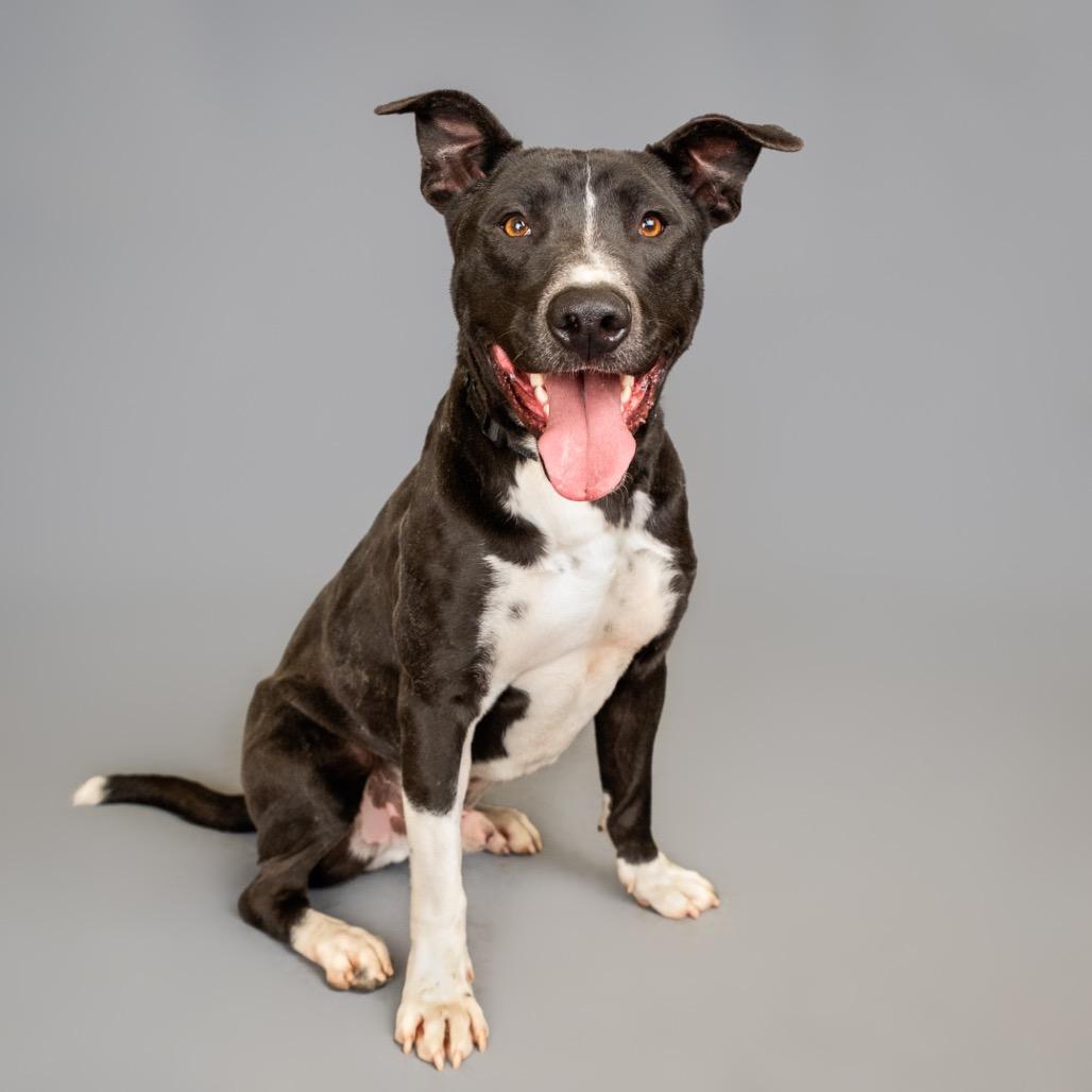 Daku, a Adoptable Mixed Breed in Palm Springs, CA image 4/4