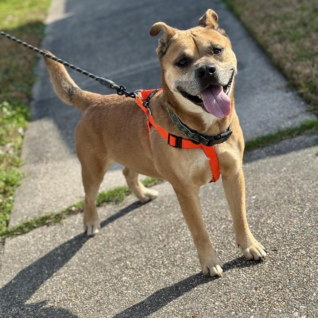 Enlarge Clint, a Adoptable mixed breed in New Orleans, LA image 1/6