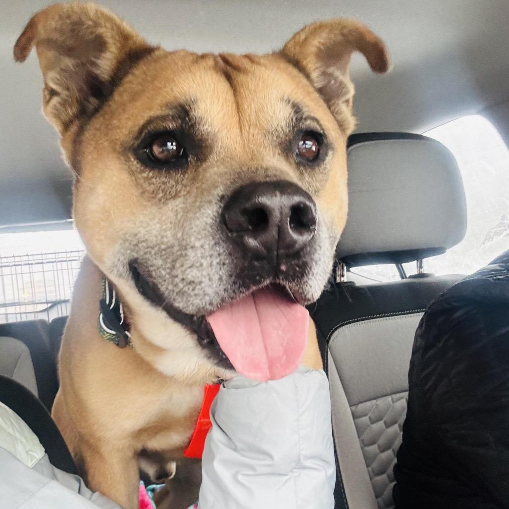 Enlarge Clint, a Adoptable mixed breed in New Orleans, LA image 2/6