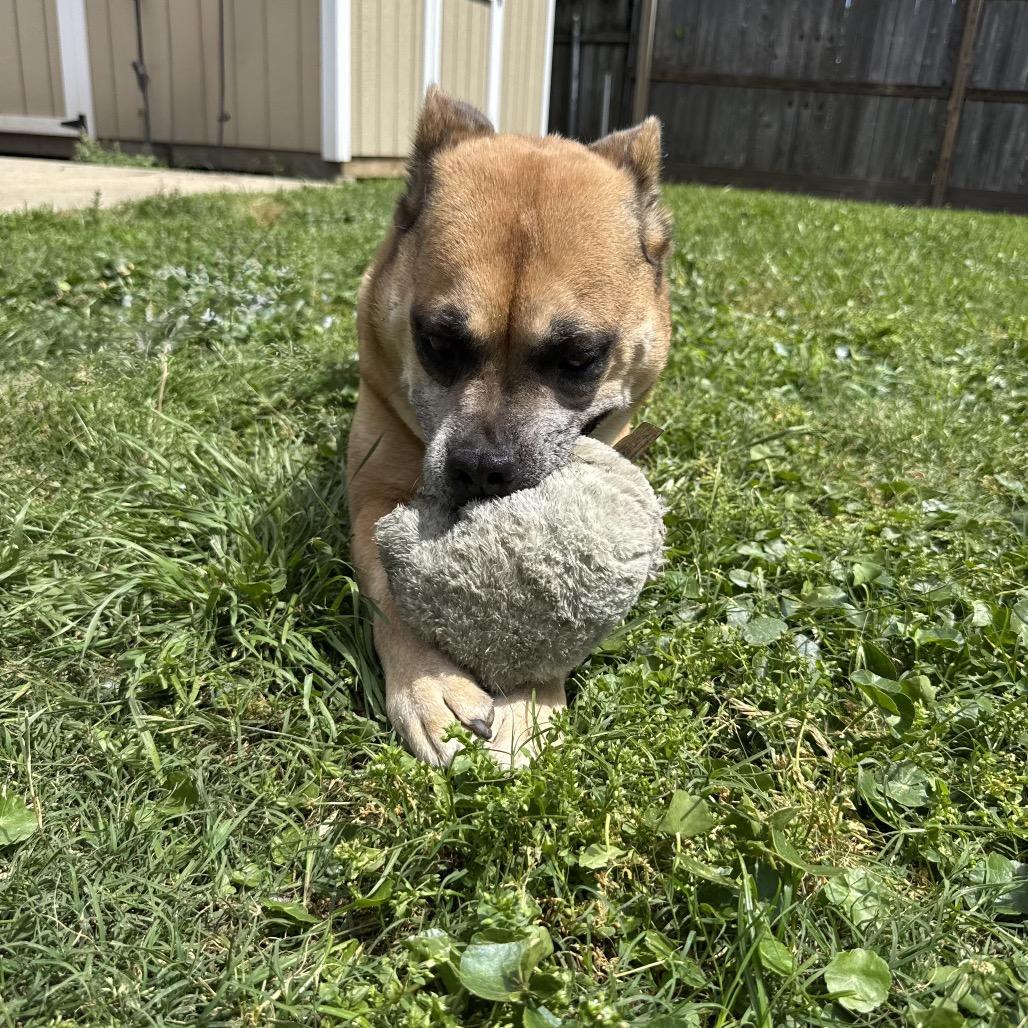 Clint, a Adoptable mixed breed in New Orleans, LA image 3/6