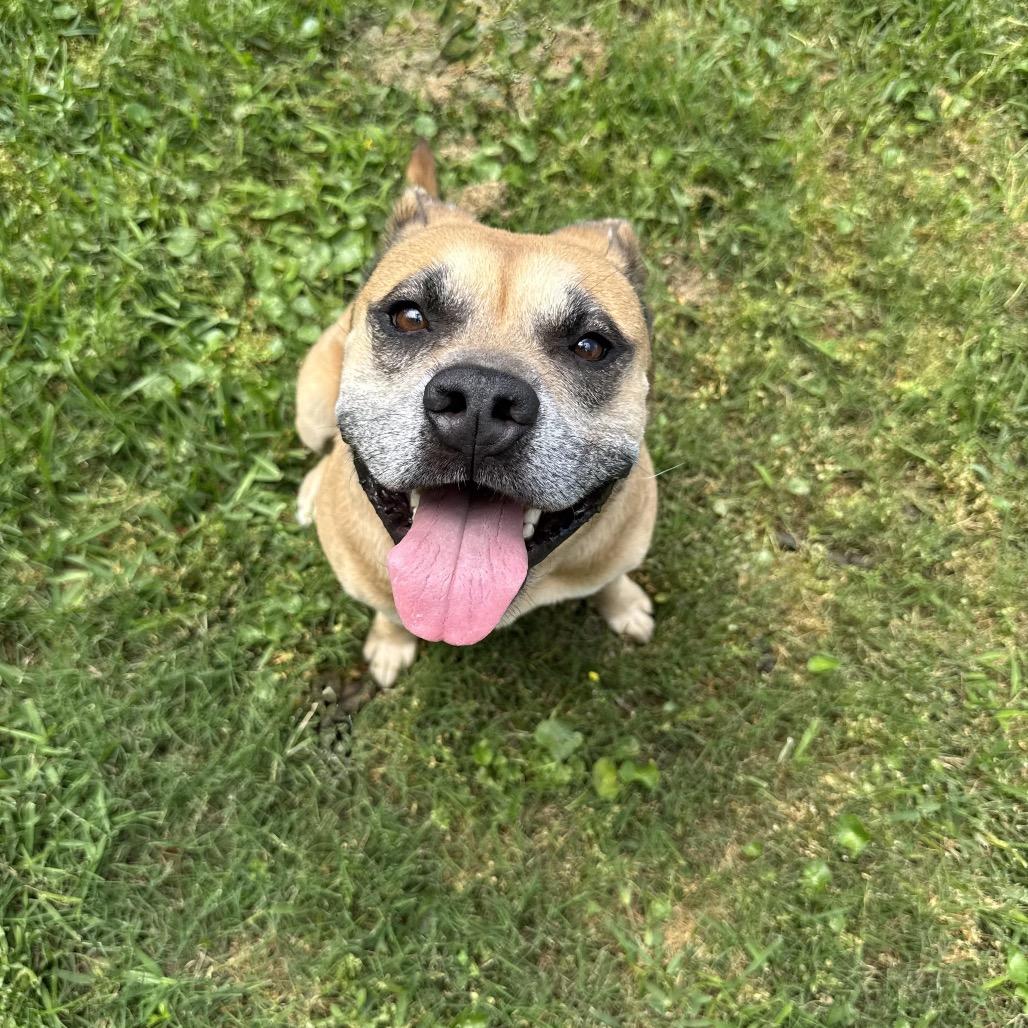 Enlarge Clint, a Adoptable mixed breed in New Orleans, LA image 5/6