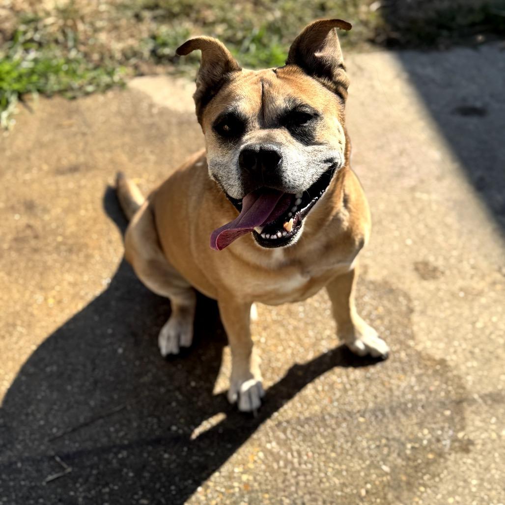 Clint, a Adoptable mixed breed in New Orleans, LA image 5/6