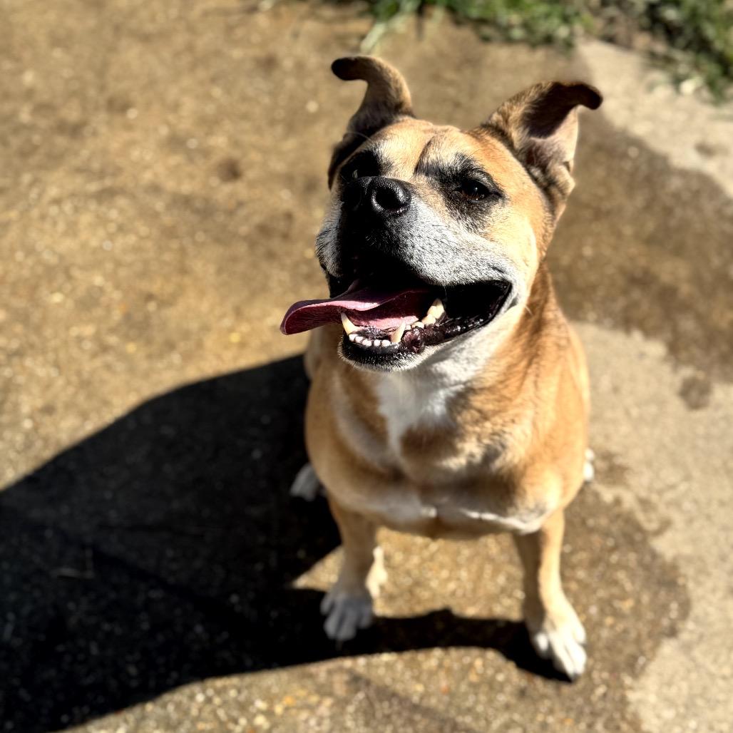 Clint, a Adoptable mixed breed in New Orleans, LA image 6/6