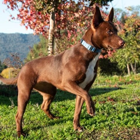 Enlarge Wiggles, a ADOPTABLE mixed breed in San Andreas, CA image 1/2