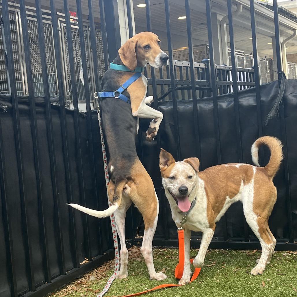 Hamsterdam, Adoptable, Adult Male Coonhound.