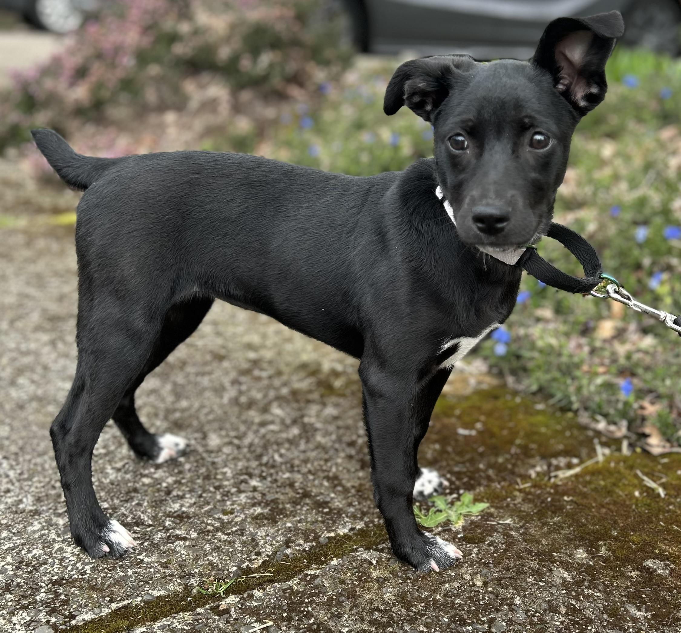 Enlarge Holly , a ADOPTABLE mixed breed in Tigard, OR image 3/5