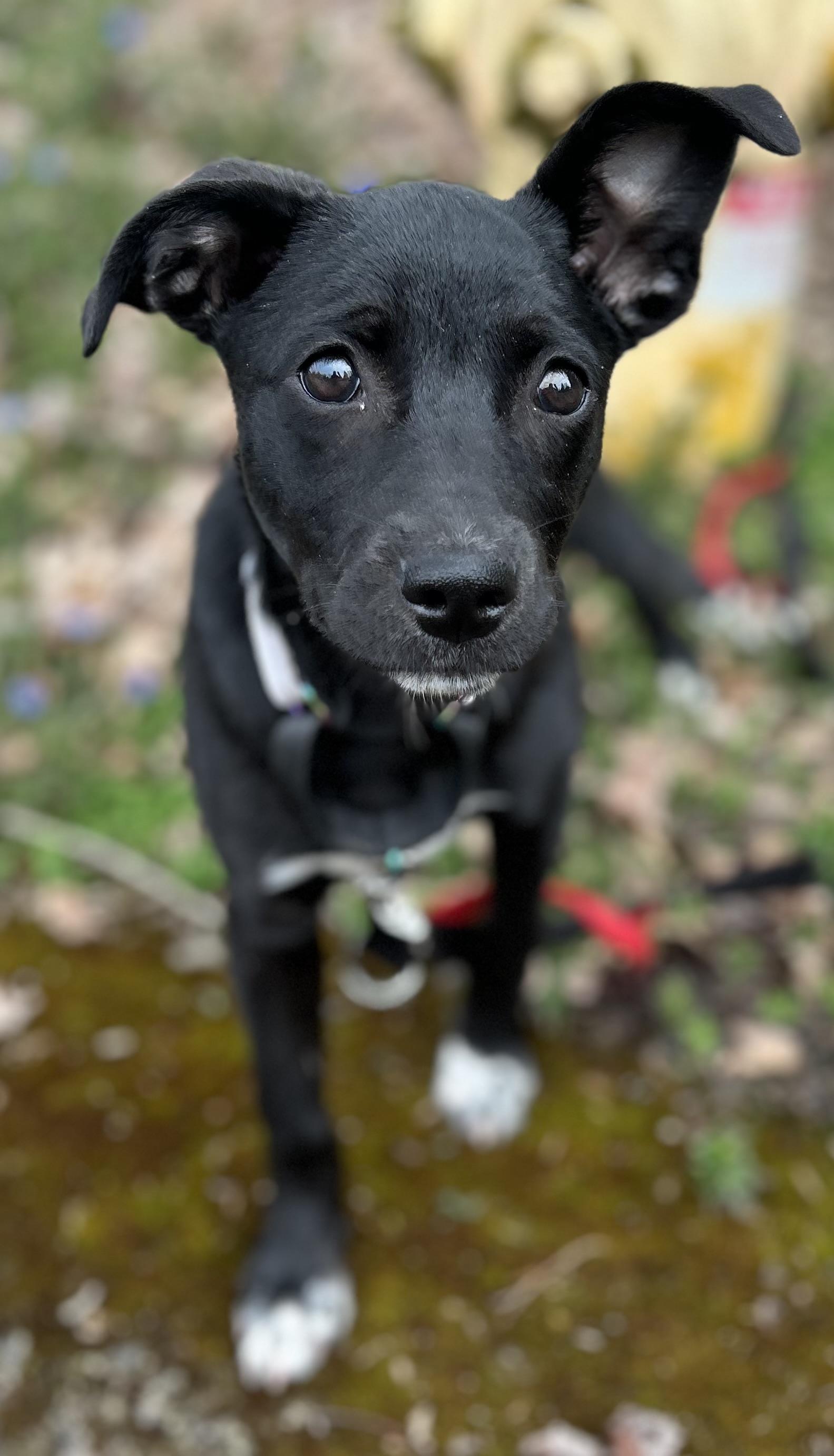 Enlarge Holly , a ADOPTABLE mixed breed in Tigard, OR image 4/5