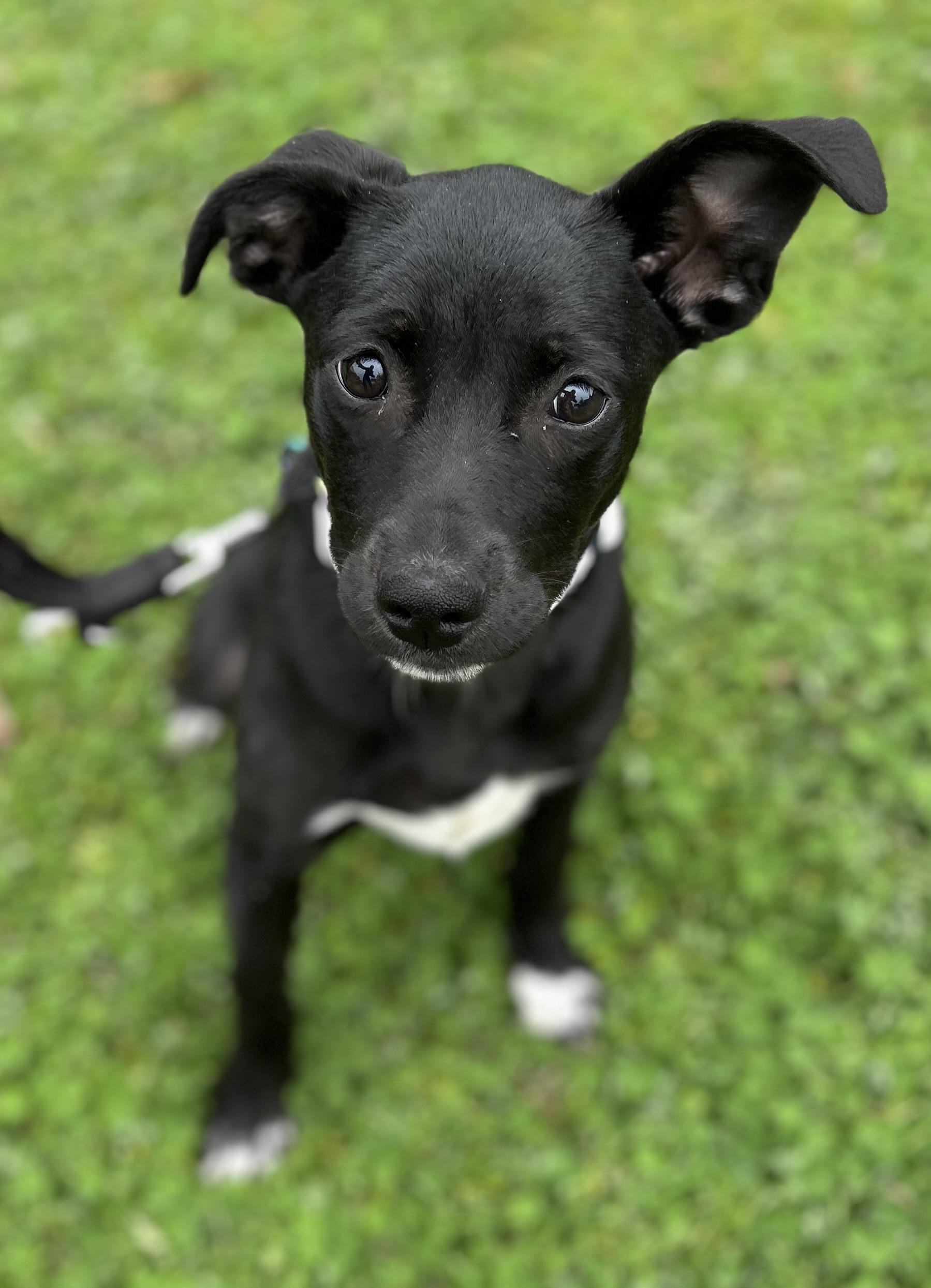 Enlarge Holly , a ADOPTABLE mixed breed in Tigard, OR image 1/5