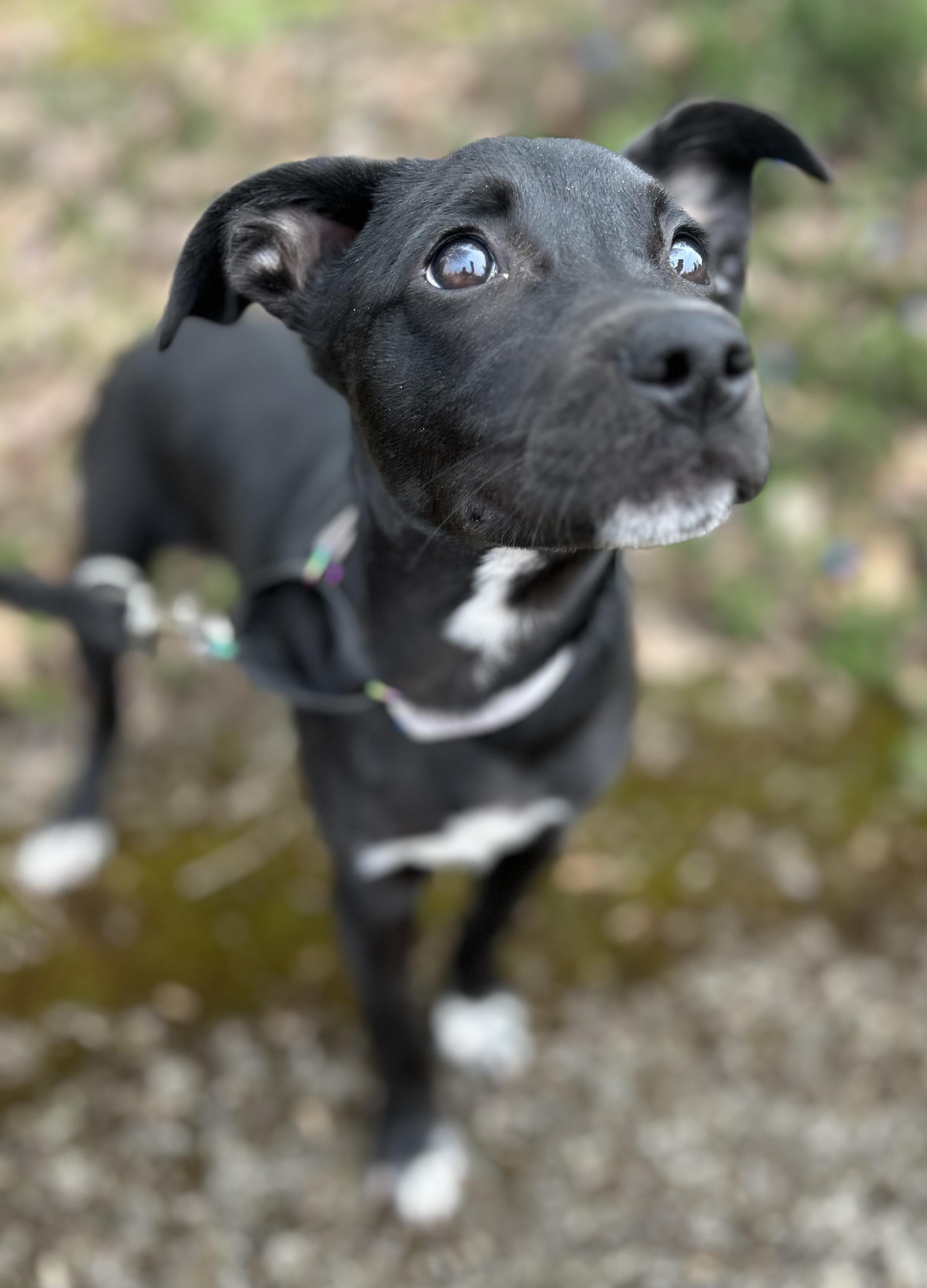 Enlarge Holly , a ADOPTABLE mixed breed in Tigard, OR image 2/5