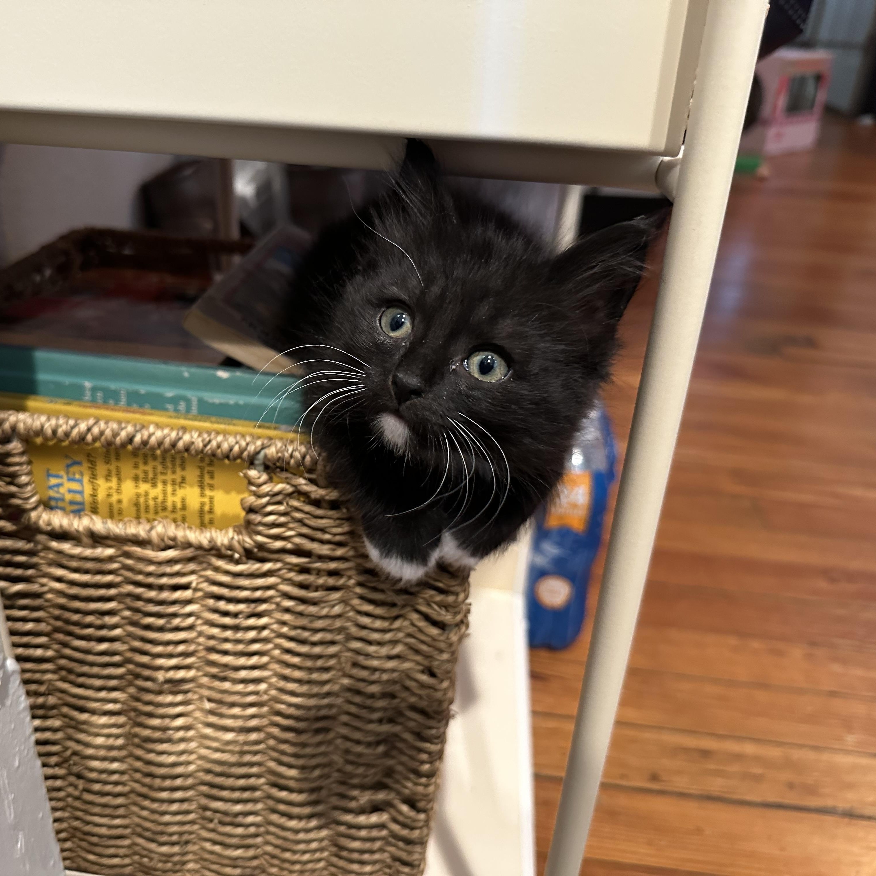 Enlarge Grace, an adopted Domestic Long Hair in Easley, SC image 2/6