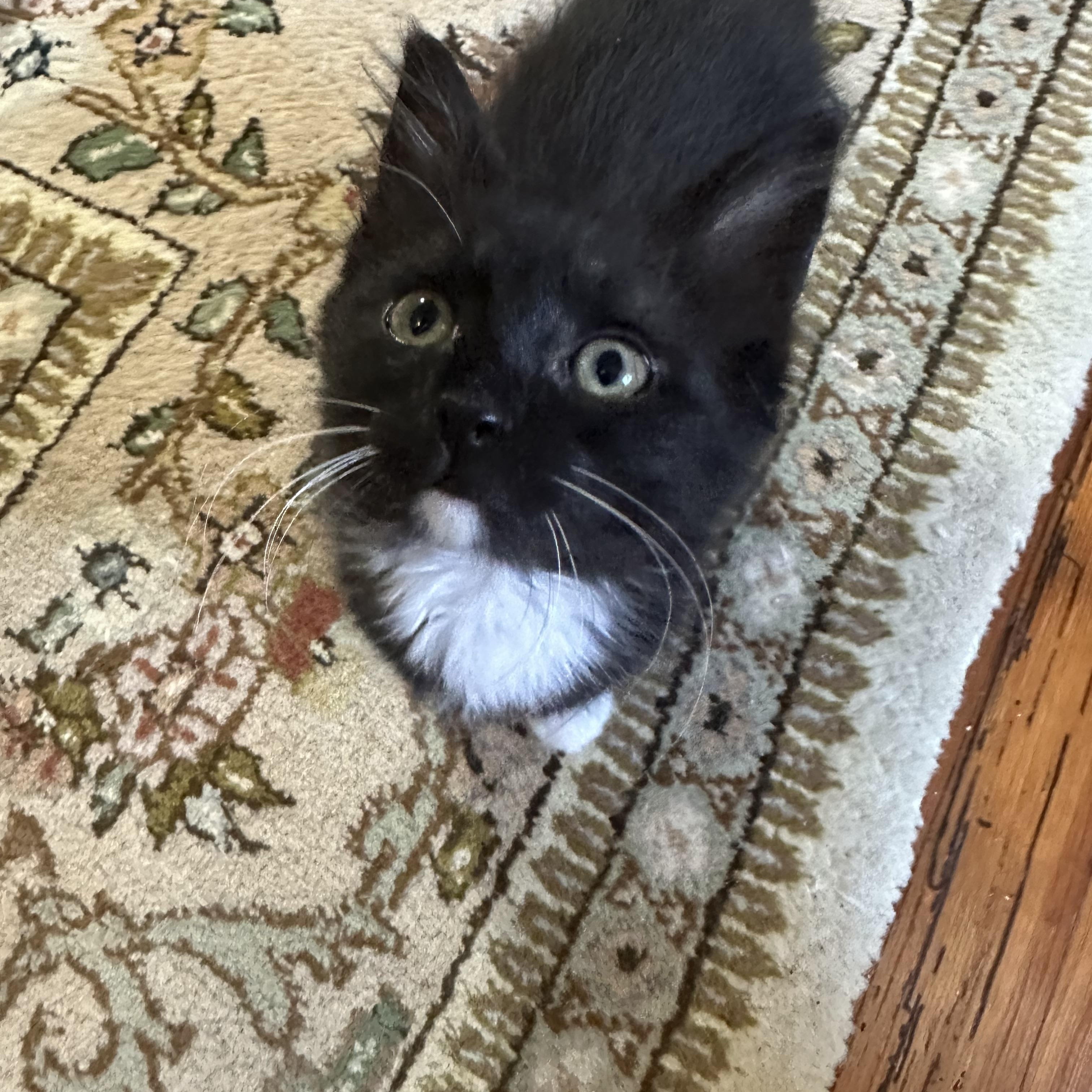 Grace, adopted, Kitten Female Domestic Long Hair.