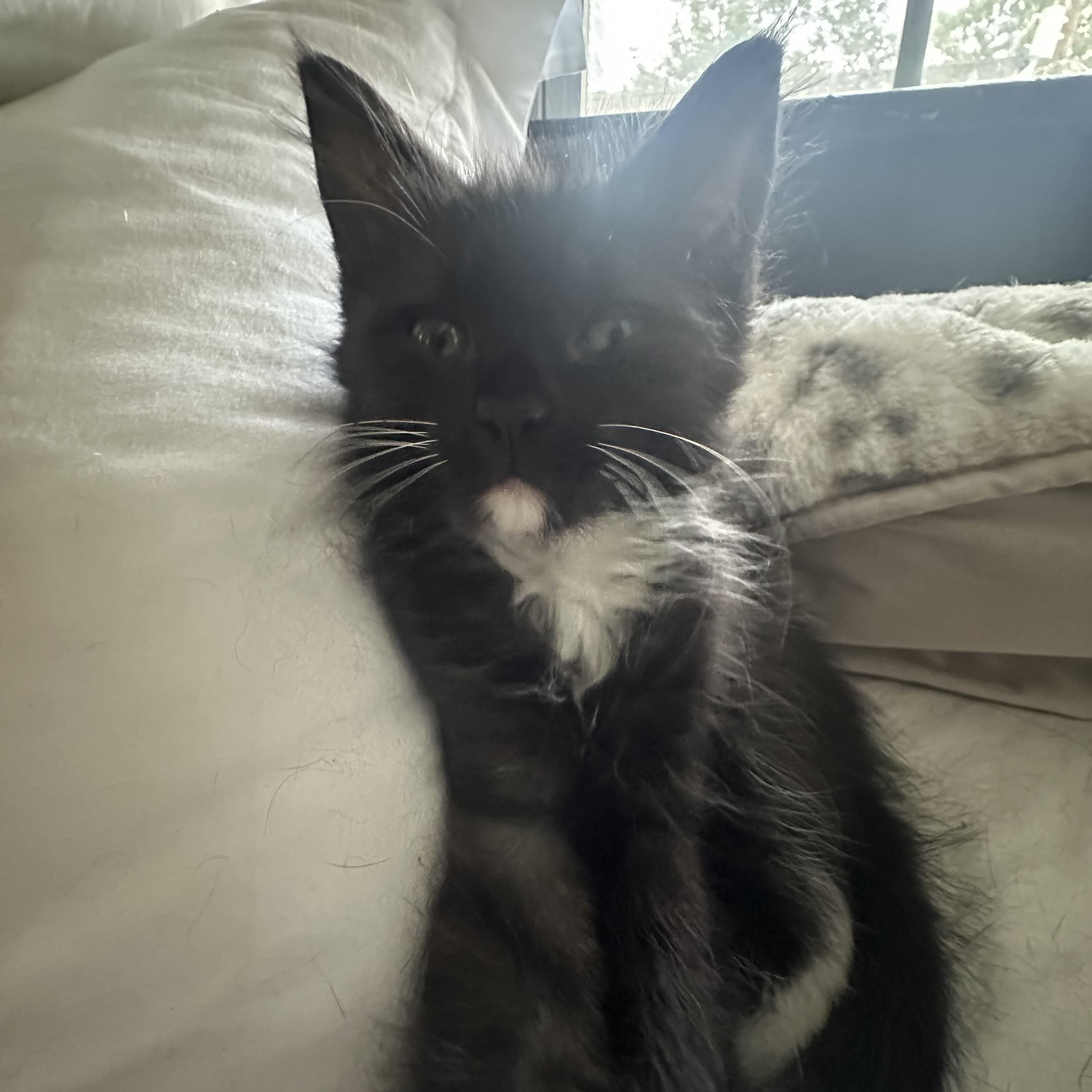 Enlarge Grace, an adopted Domestic Long Hair in Easley, SC image 4/6