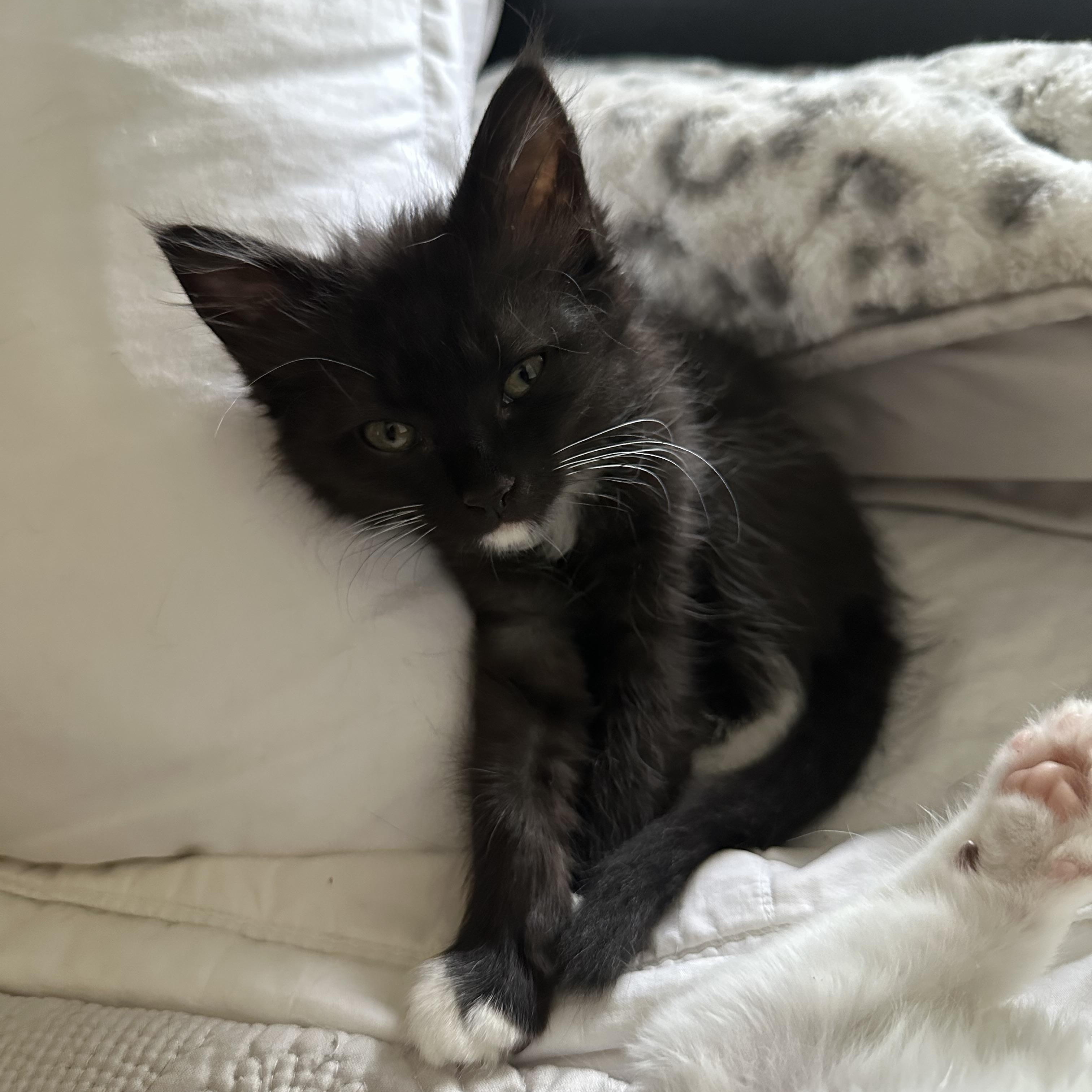 Enlarge Grace, an adopted Domestic Long Hair in Easley, SC image 3/6