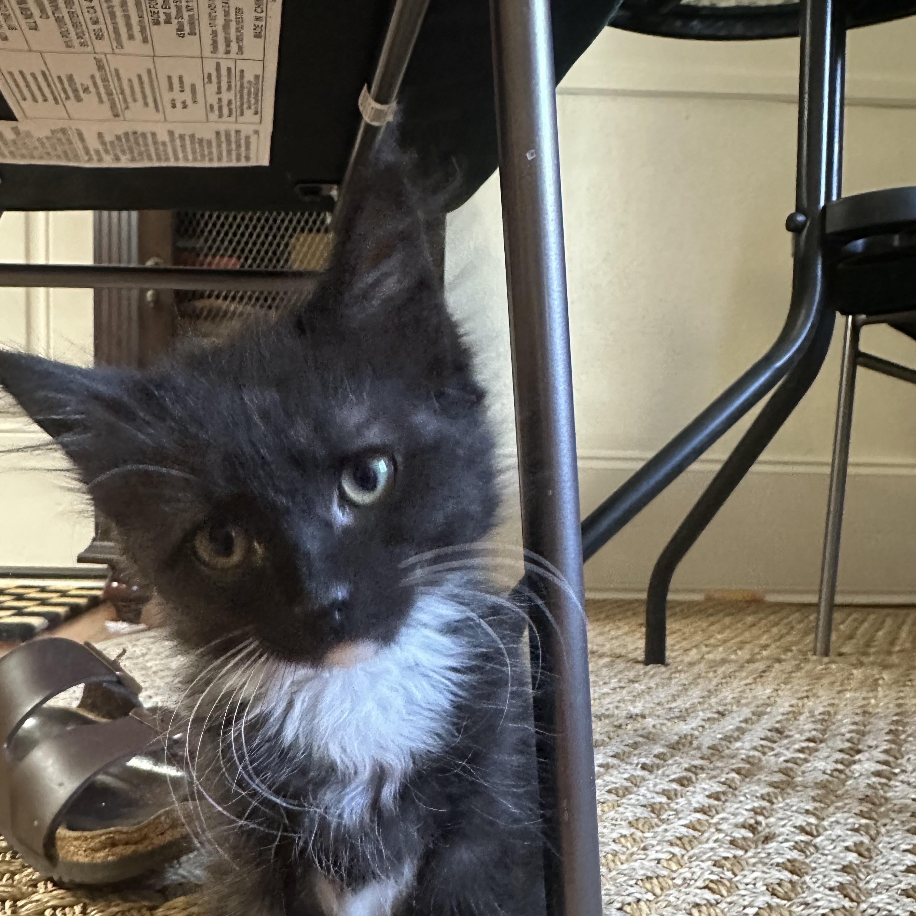 Enlarge Grace, an adopted Domestic Long Hair in Easley, SC image 5/6