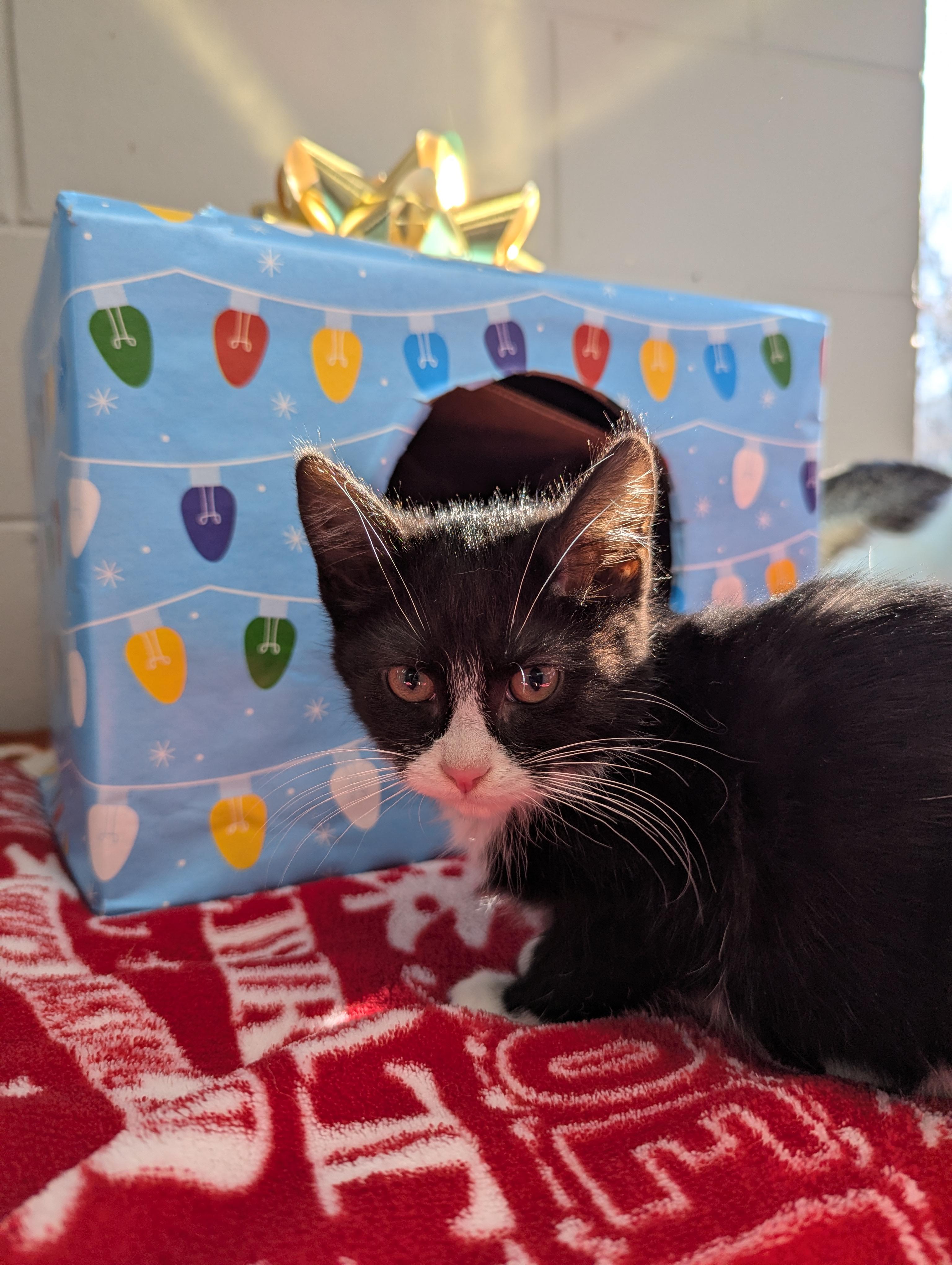 Bobby, Adoptable, Kitten Male Domestic Short Hair.