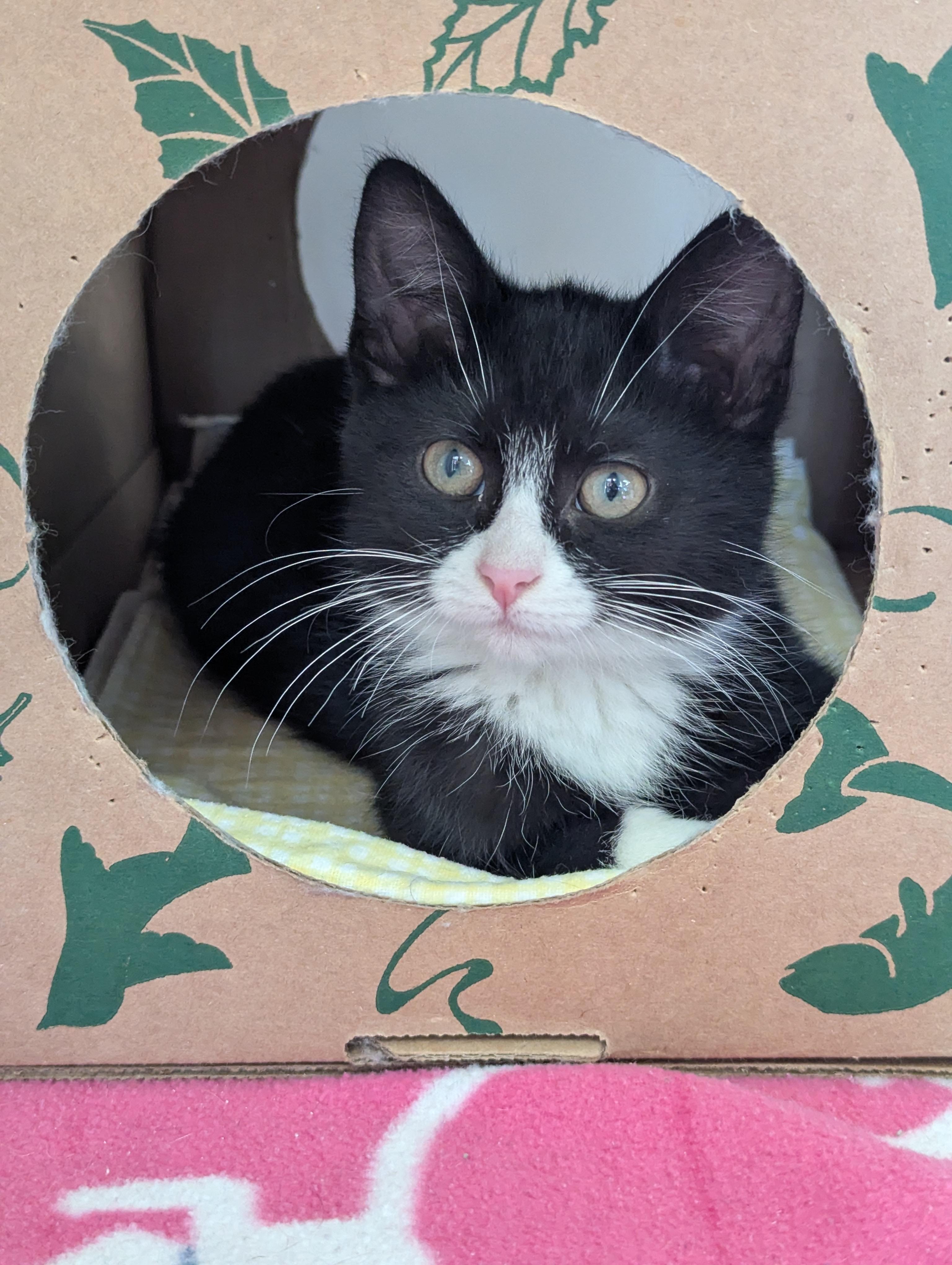 Bobby, Adoptable, Kitten Male Domestic Short Hair.