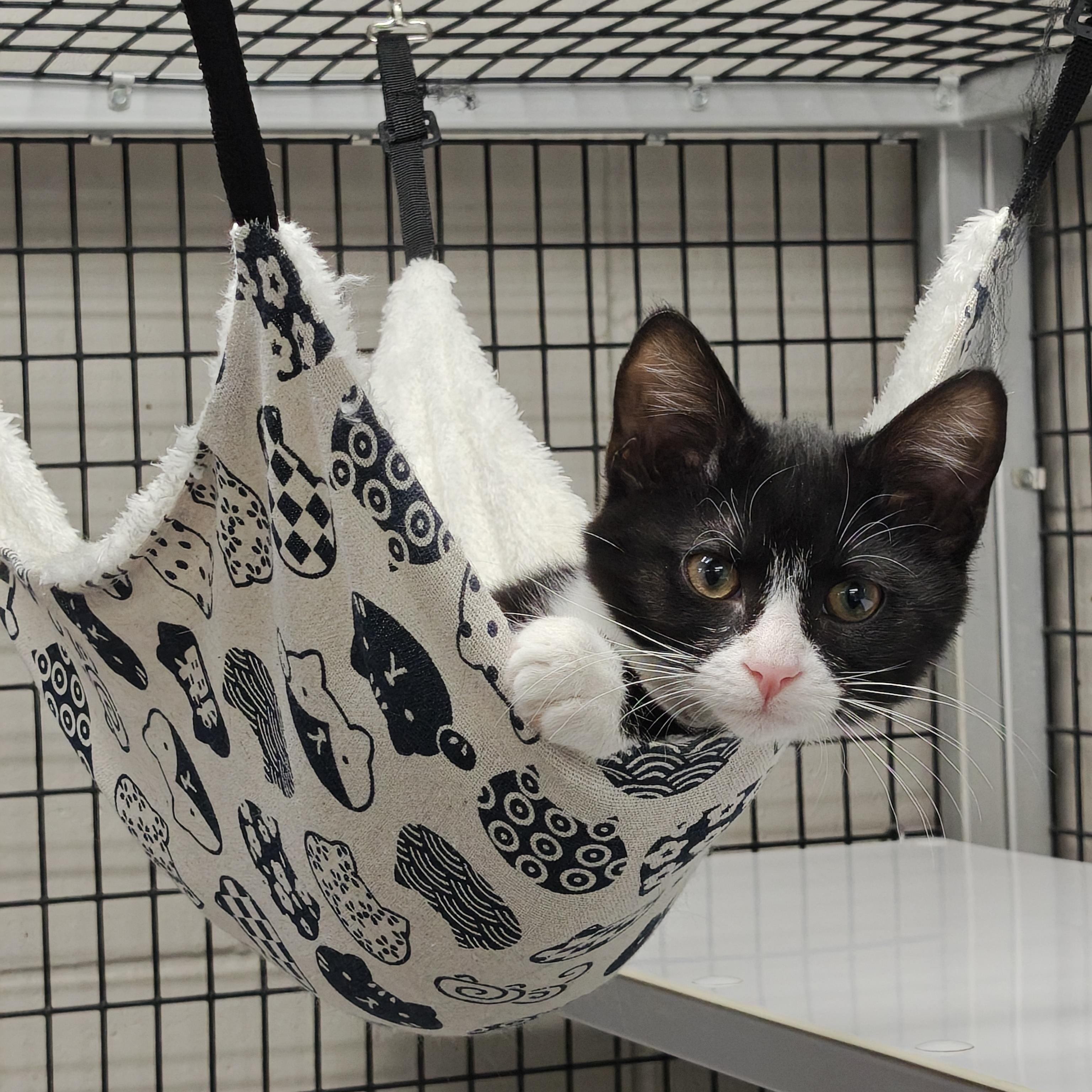 Enlarge Bobby, an adopted Domestic Short Hair in Oconto, WI image 1/5