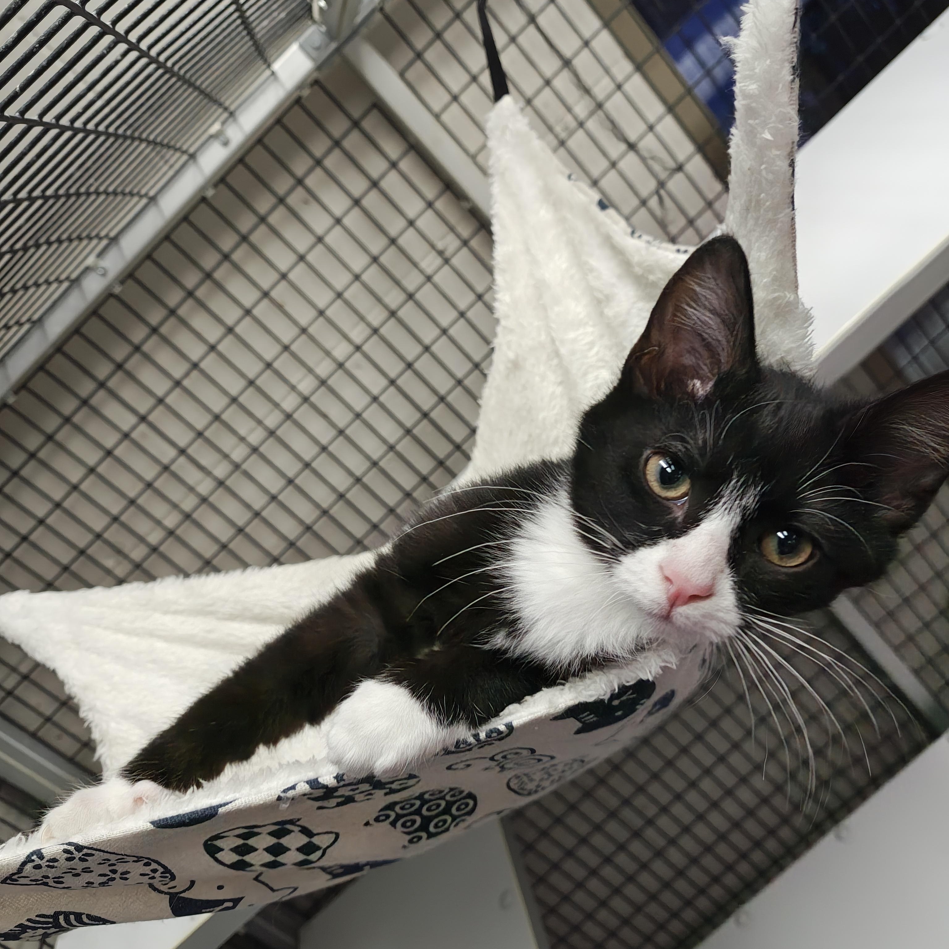 Enlarge Bobby, an adopted Domestic Short Hair in Oconto, WI image 4/5