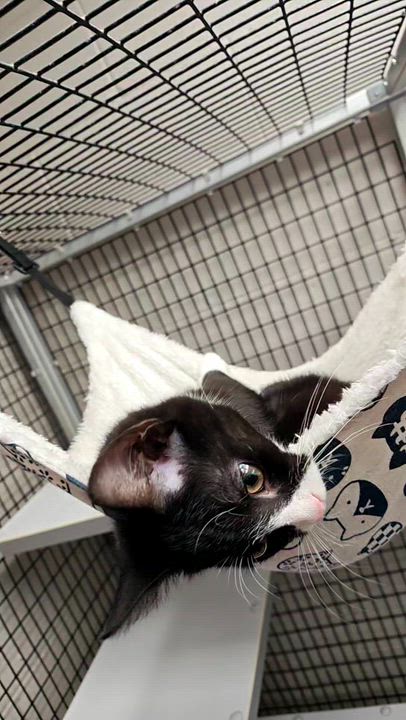 Enlarge Bobby, an adopted Domestic Short Hair in Oconto, WI video 5/5