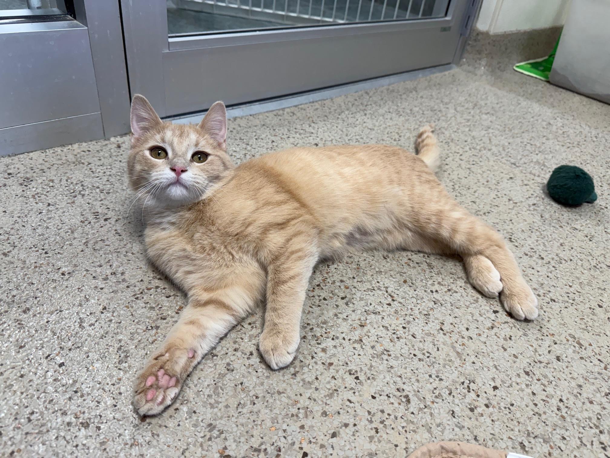 Enlarge Winnie the Pooh - Cuddly kitten!, a ADOPTABLE Domestic Short Hair in Oshkosh, WI image 6/6
