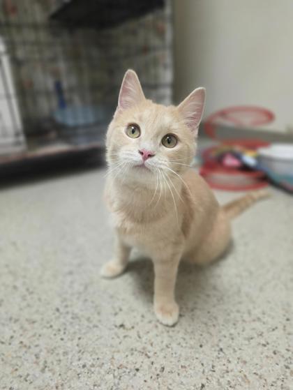 Enlarge Winnie the Pooh - Cuddly kitten!, a ADOPTABLE Domestic Short Hair in Oshkosh, WI image 1/6