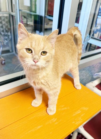 Enlarge Winnie the Pooh - Cuddly kitten!, a ADOPTABLE Domestic Short Hair in Oshkosh, WI image 2/6