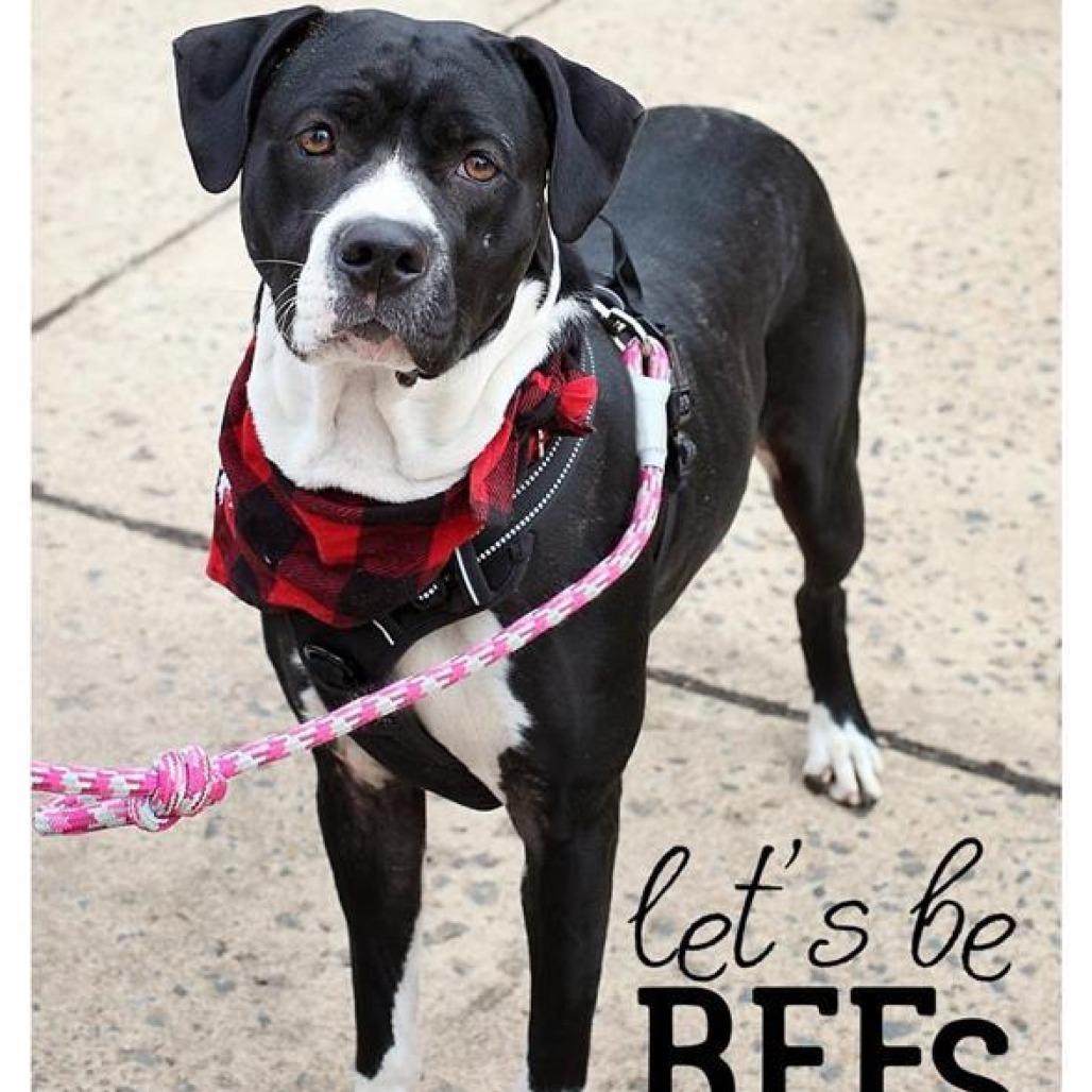 Promise, Adoptable, Adult Female Boxer.