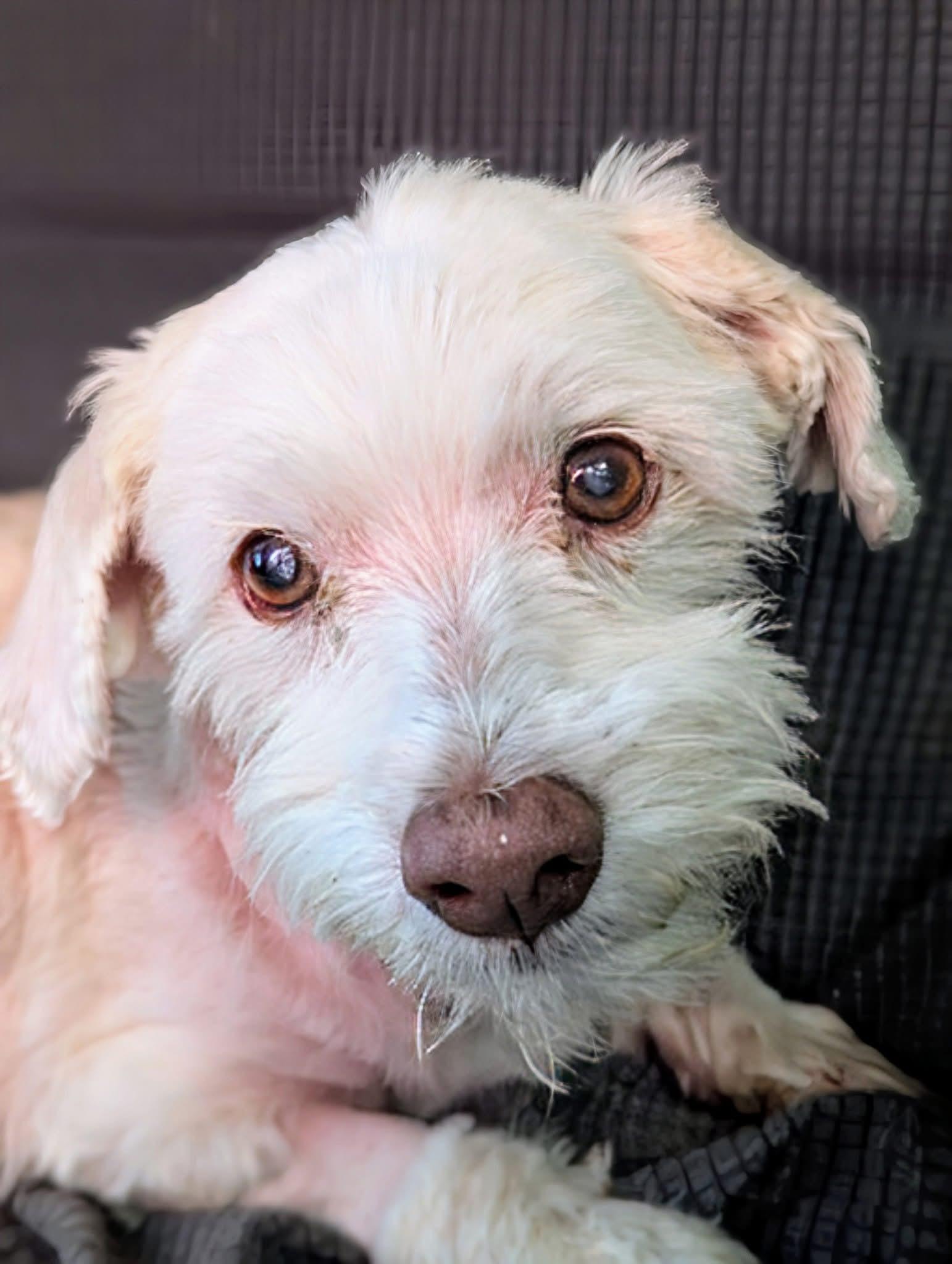 Anson, Adopted, Senior Male Maltese.