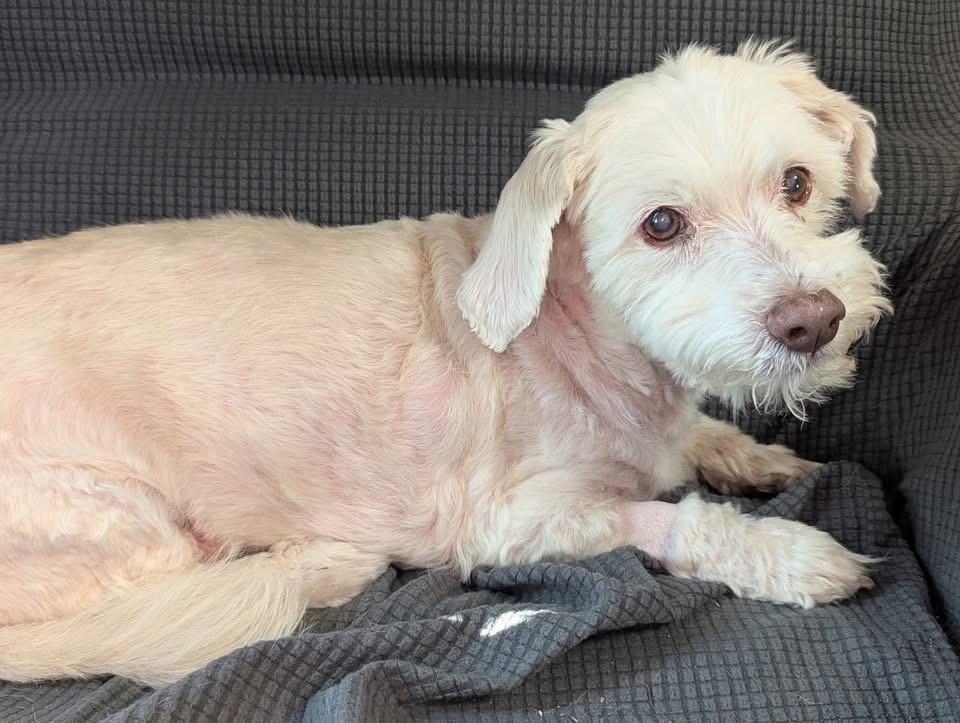 Enlarge Anson, a Adopted mixed breed in Plant City, FL image 2/3