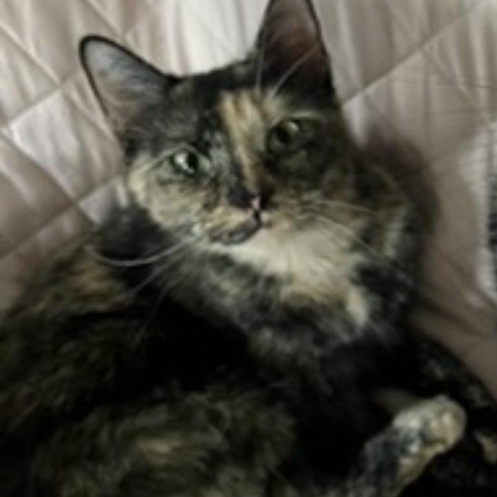 Ozza, Adoptable, Adult Female Domestic Short Hair.
