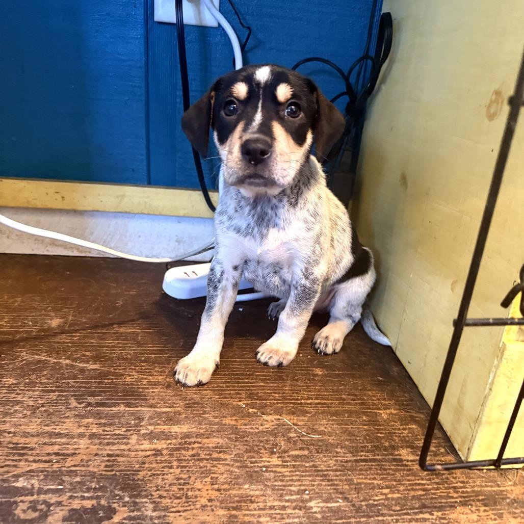 Tuna Melt, Adoptable, Puppy Male Hound & Mixed Breed.